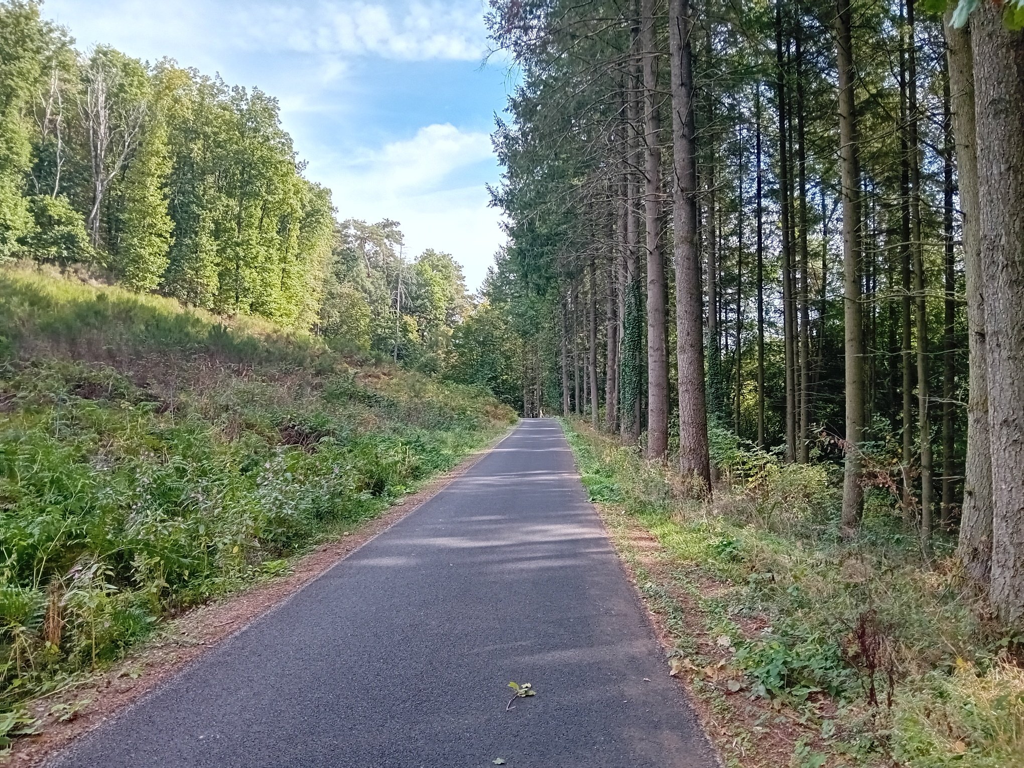 piste_foret